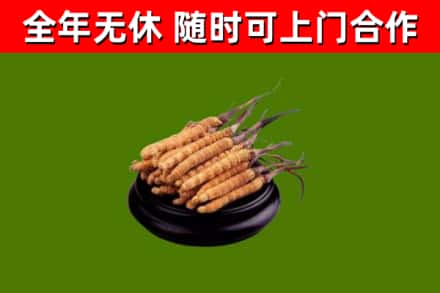 伊犁哈萨克烟酒回收冬虫夏草.jpg