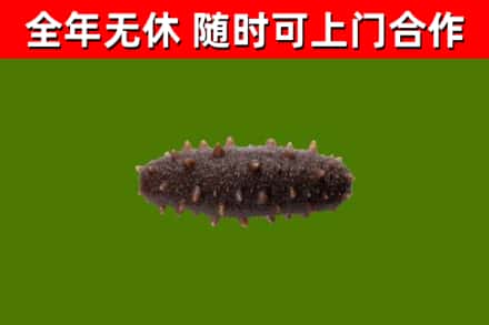 伊犁哈萨克烟酒回收干海参.jpg